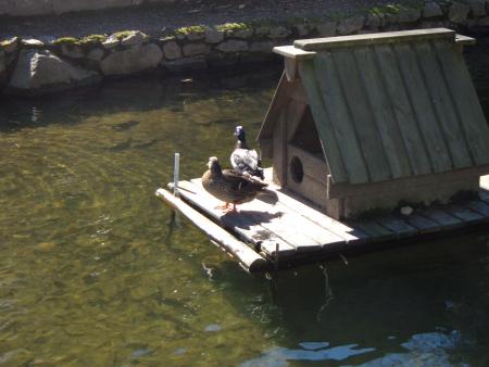lé pti canard lol